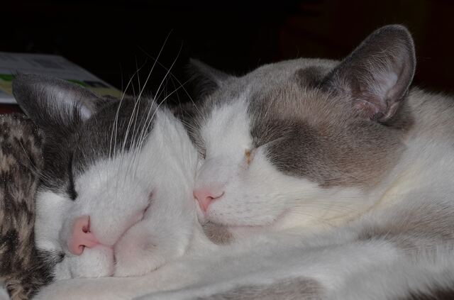 Baxter and Junior