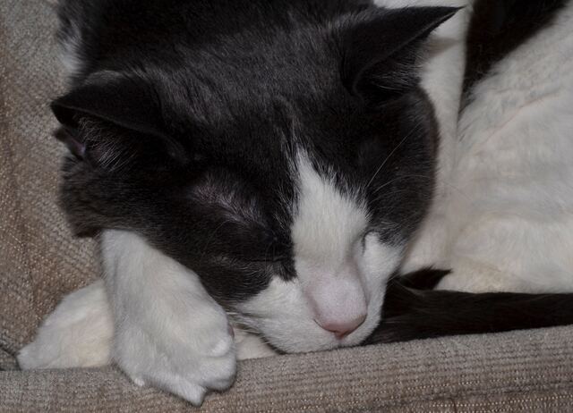 Baxter, photo 73