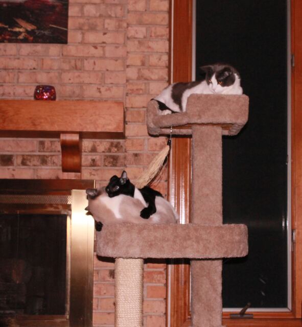 Watching the battle