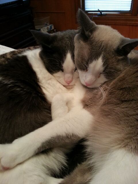 Baxter, photo 56