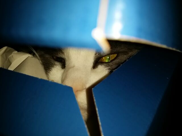 Baxter, photo 104