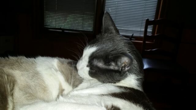 Baxter, photo 107