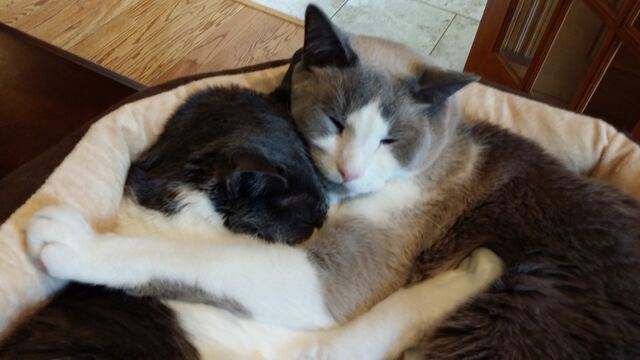 Baxter, photo 115
