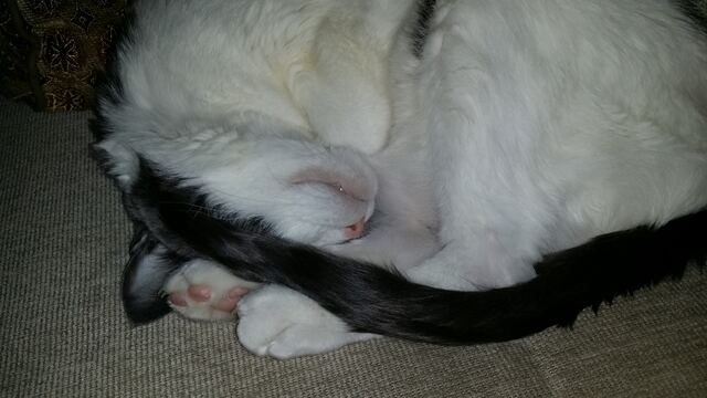 Baxter, photo 117