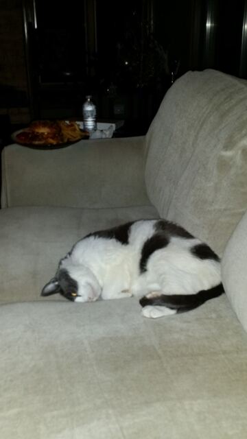 Baxter, photo 121