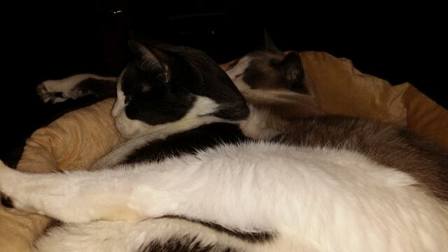 Baxter, photo 125