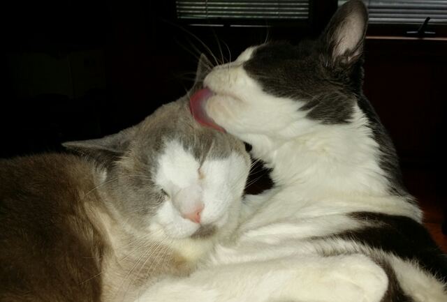 Baxter, photo 129