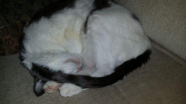 Baxter, photo 119