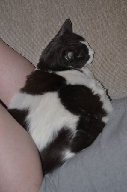 Baxter, photo 41