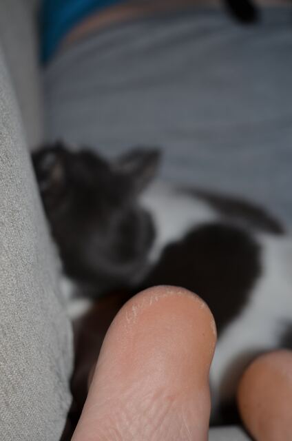 Baxter, photo 42