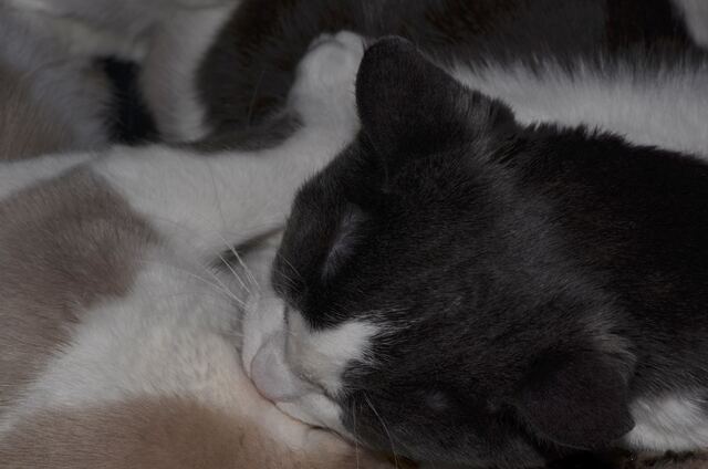 Baxter, photo 66