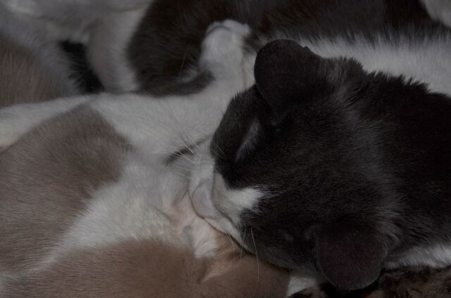 Baxter, photo 67