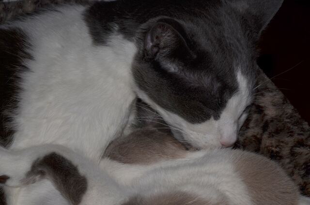 Baxter, photo 68
