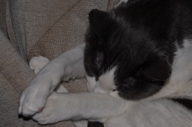 Baxter, photo 69