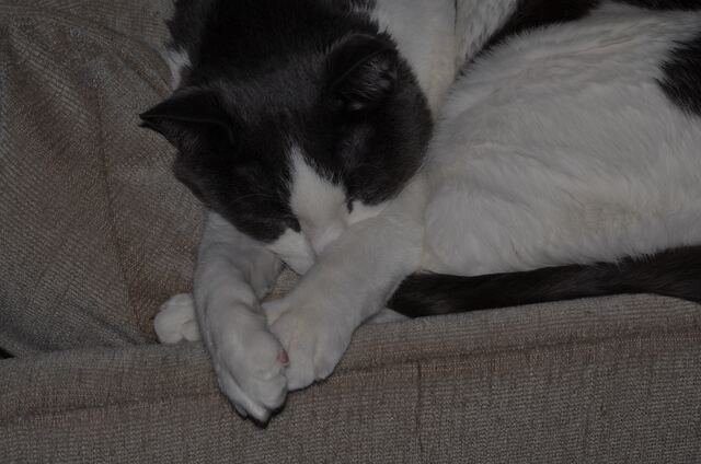 Baxter, photo 70
