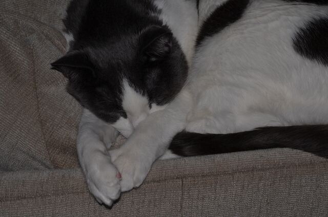 Baxter, photo 71