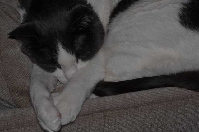 Baxter, photo 72