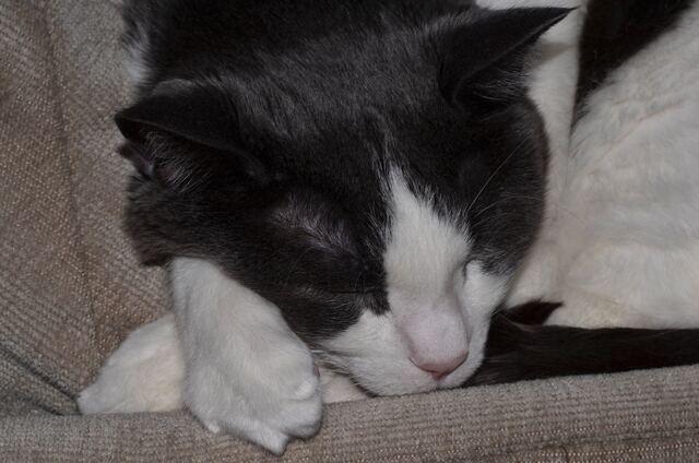 Baxter, photo 75
