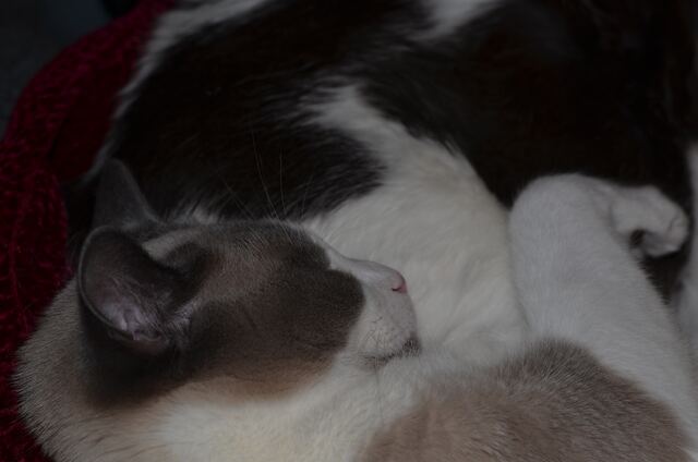 Baxter, photo 78