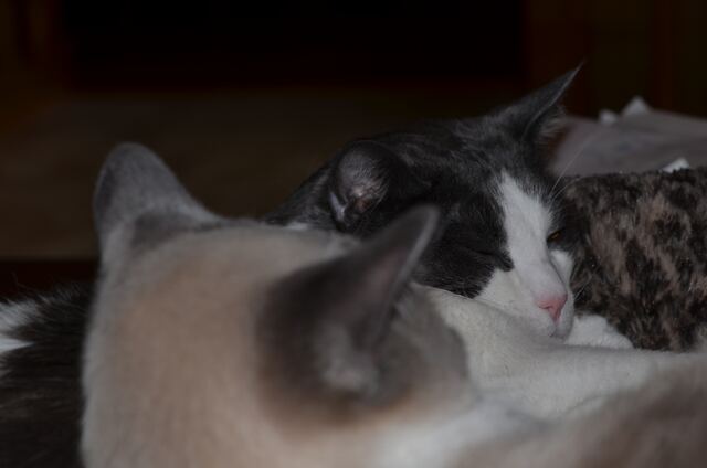 Baxter, photo 82