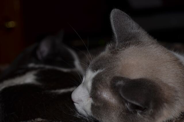 Baxter, photo 85