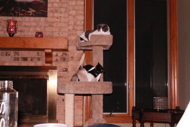Baxter, photo 31