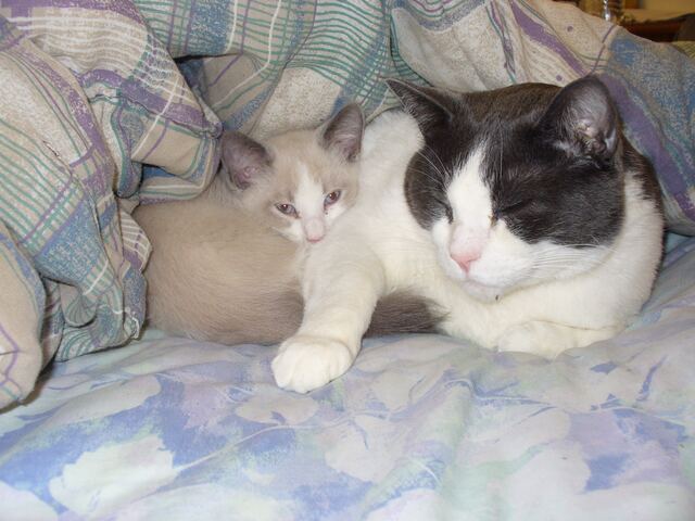 Baxter, photo 19