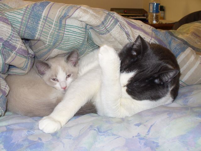 Baxter, photo 22