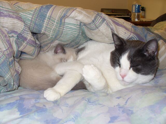 Baxter, photo 24