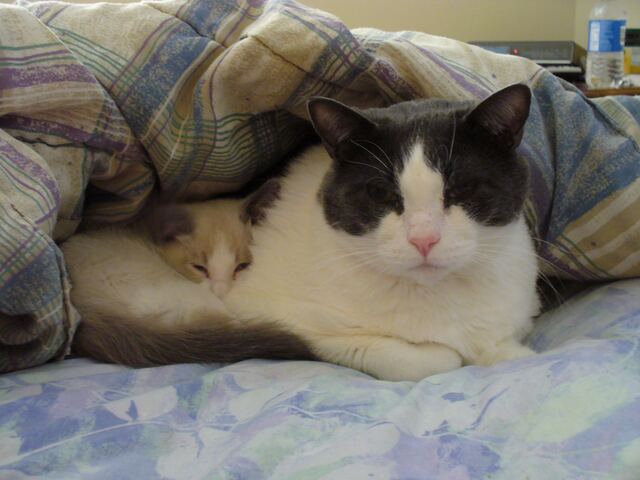 Baxter, photo 28