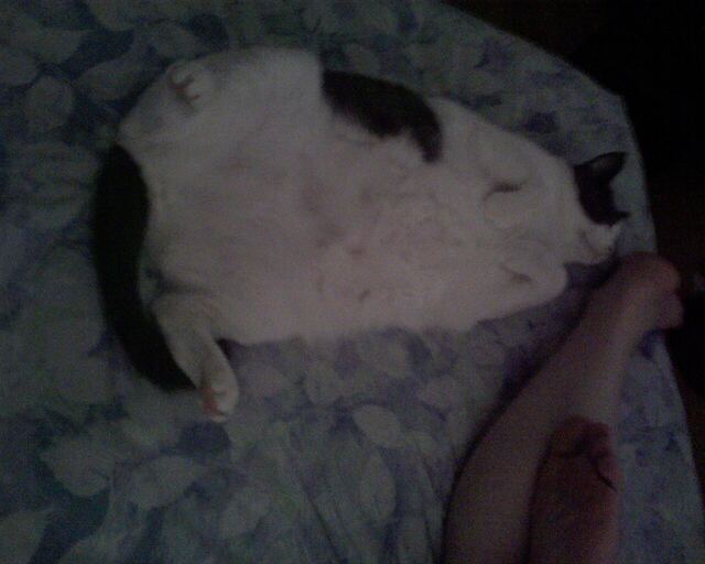 Baxter, photo 14
