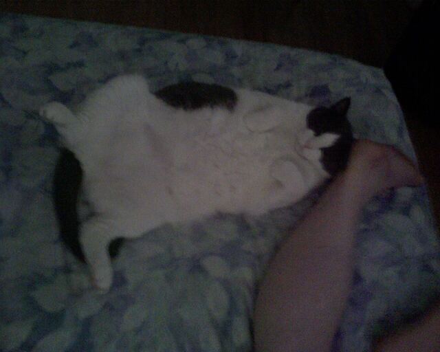 Baxter, photo 15