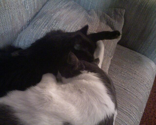 Baxter, photo 6