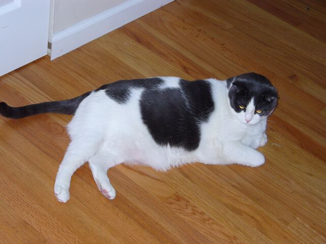 Baxter, photo 5
