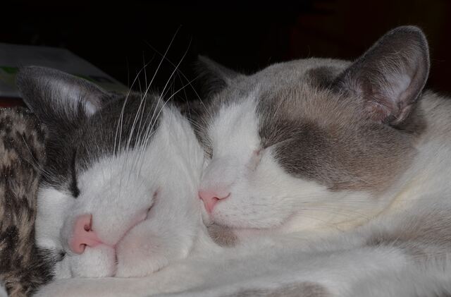 Baxter, photo 97